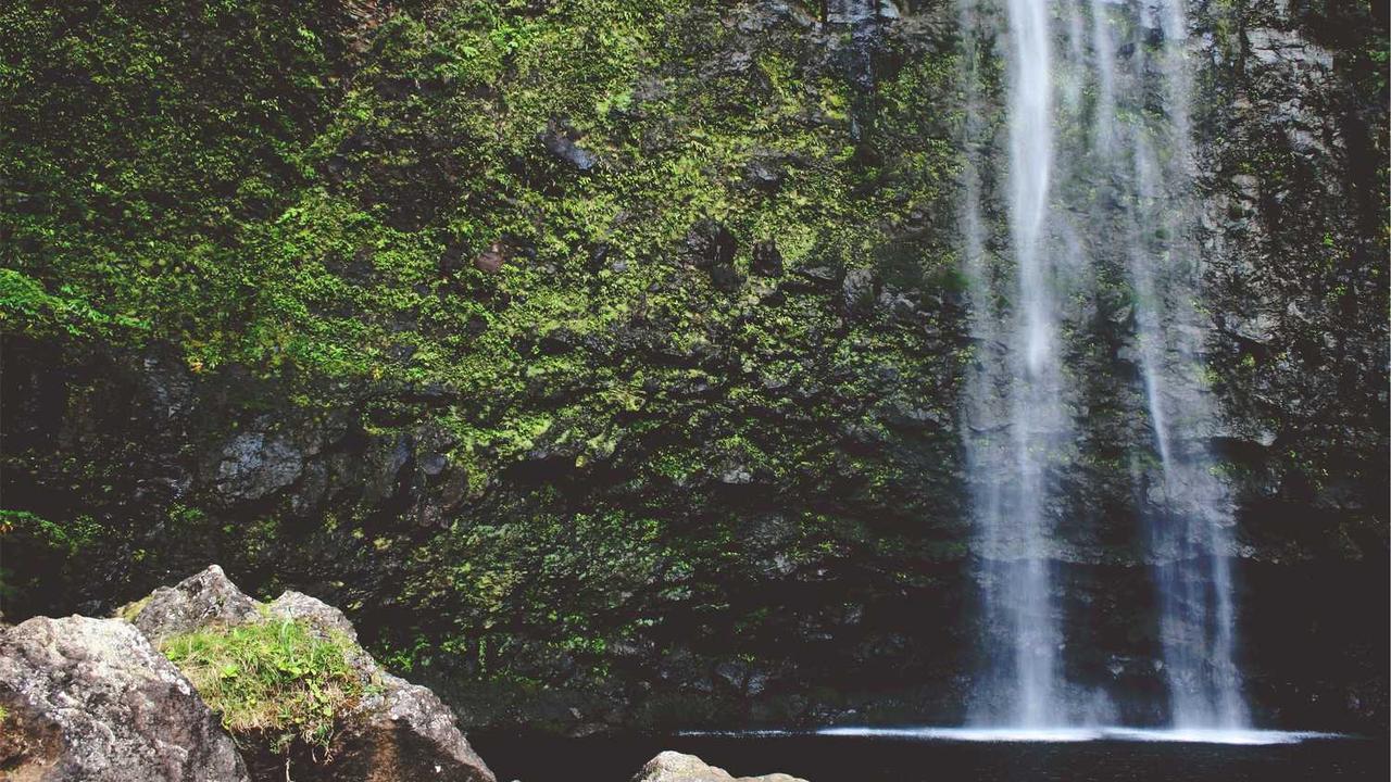홍대 강아지카페 완전 정복: 심쿵 유발 이색 데이트 코스와 필수 이용 가이드