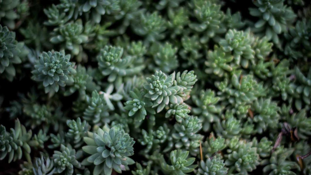 마그네슘 영양제 추천 디시 선정 기준 TOP 5 및 종류별 흡수율 완벽 정리