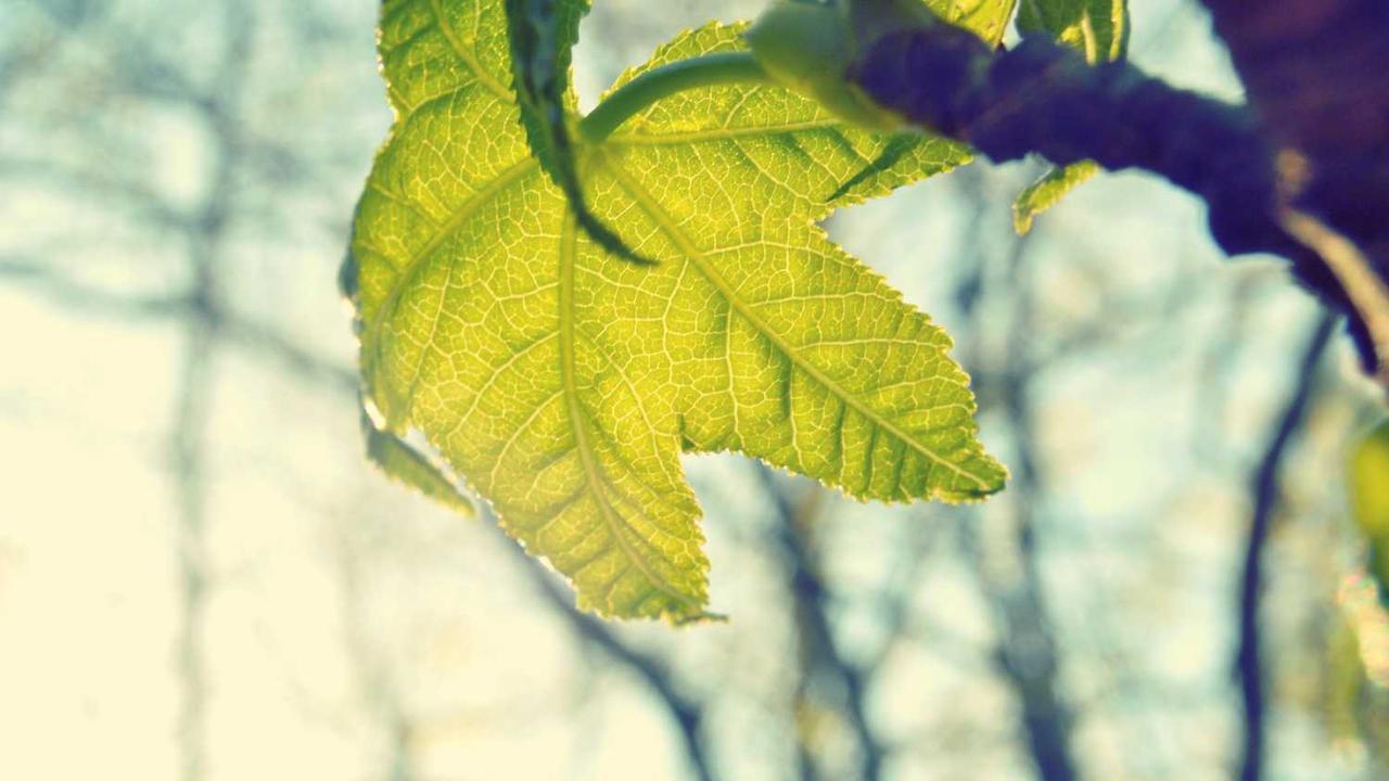 룬 팩토리 갤러리 완벽 가이드: 시리즈 입문부터 고인물 공략 활용법까지