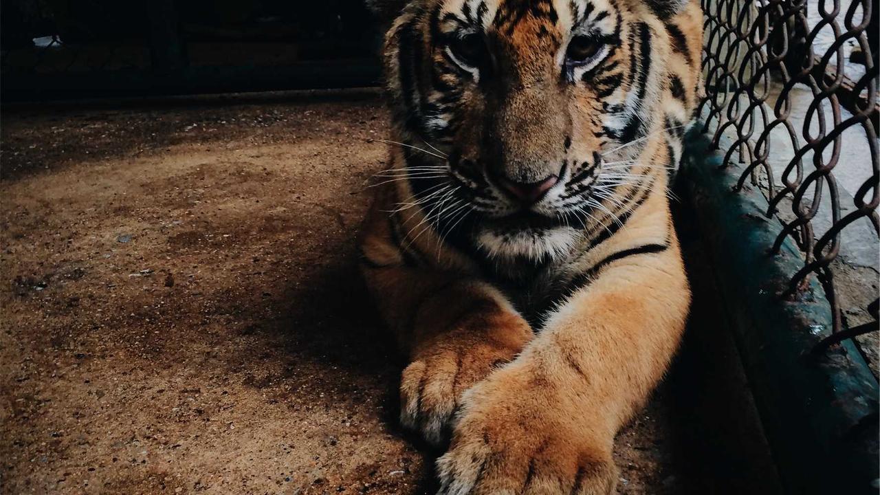 편안함과 스타일을 동시에! 엘리자베스스튜어트 구두 로퍼 완벽 가이드 및 실구매 팁